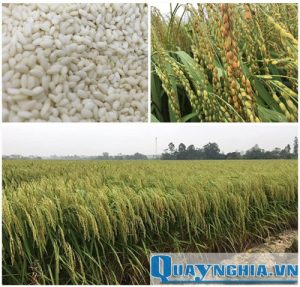 gạo nếp cái hoa vàng